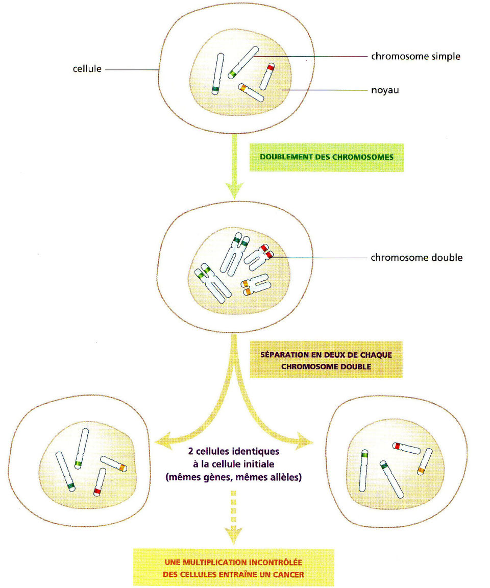 Mutliplication cellulaire (simplifiée) pour une cellule contenant 4 chromosomes. 
